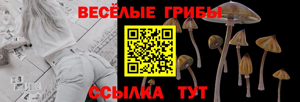 Галлюциногенные грибы Psilocybe Алушта